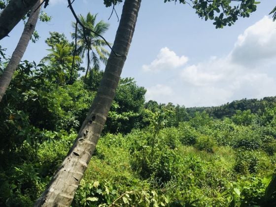 &#55356;&#57151; For Sale: Exceptional Land Plot in Talalla South – ...