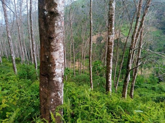 For Sale – 4.5 Acres of Scenic Rubber Land in Southern Sri Lanka!