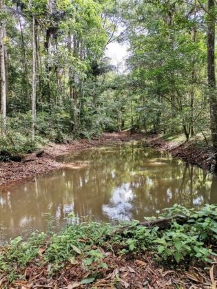FINCA FORESTAL EN VENTA EN SAN CARLOS ALAJUELA