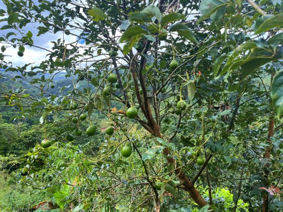 Terreno en venta en Chimirol Rivas con potencial de 1.4 hectáreas