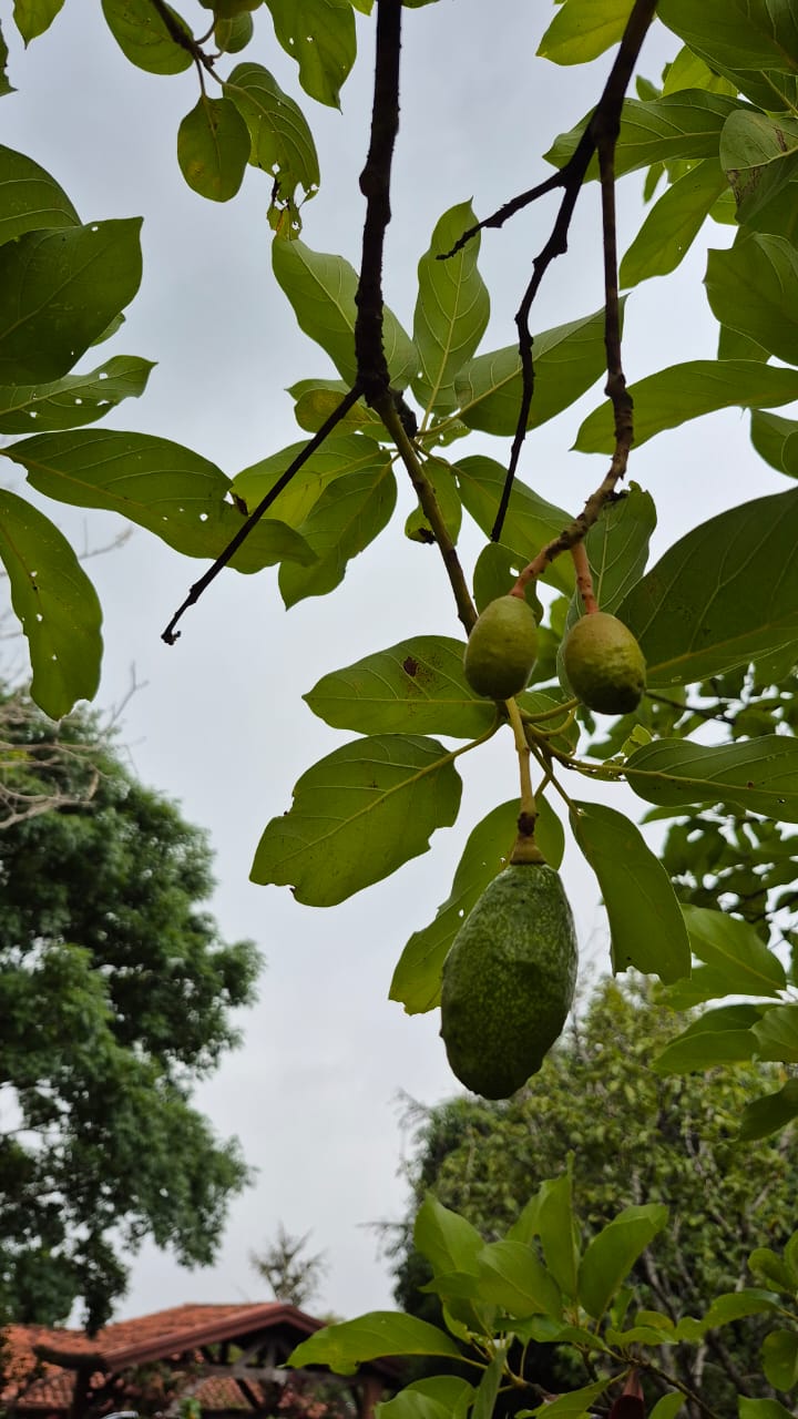 &#55356;&#57151; Tenuta esclusiva in vendita ad Atenas, Costa Rica: natura, potenziale commerciale e vita pura in un unico posto