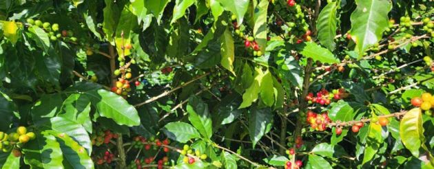 VENTA DE FINCA AGRÍCOLA EN NARANJO ALAJUELA