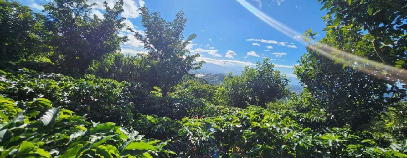 VENTA DE FINCA AGRÍCOLA EN ALAJUELA