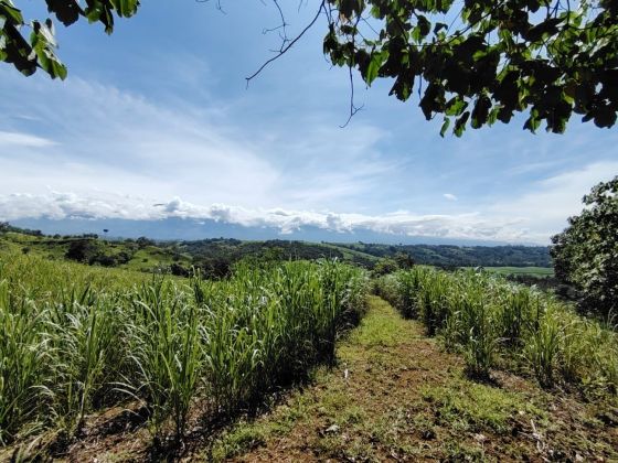 En venta - 205.799 m² junto al río General - Perfecto para ...