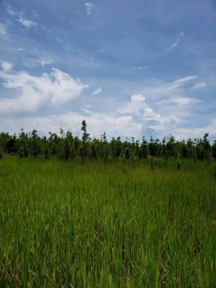 &#55356;&#57151; GRAND TERRAIN DE 4,84 HECTARES À VENDRE – FARAHALANA, SAMBAVA (RÉGION SAVA) &#55356;&#57151;