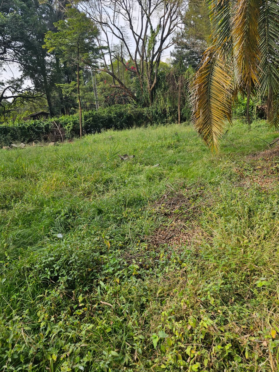 0.5-Acre Plot with High Investment Potential
