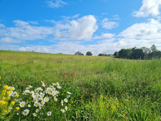 Belgique 6970 Tenneville : terrain à bâtir, 21a 06ca, ...