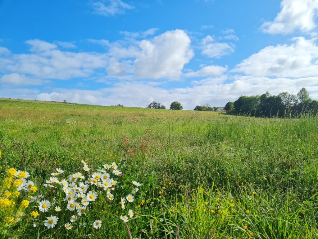 Belgique 6970 Tenneville : terrain à bâtir, 21a 06ca, très belle situation.