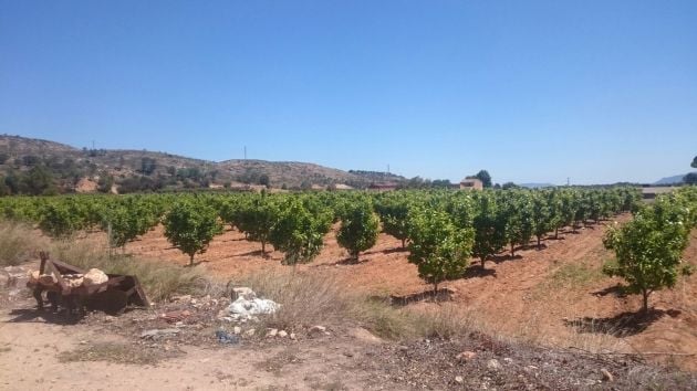 Casa con terreno per godersi la natura e la campagna