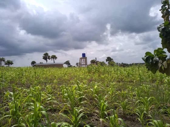 Parcelle Agricole a Exploité a Toumodi 