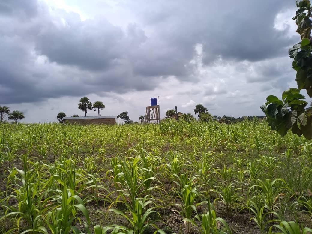Parcelle Agricole a Exploité a Toumodi 