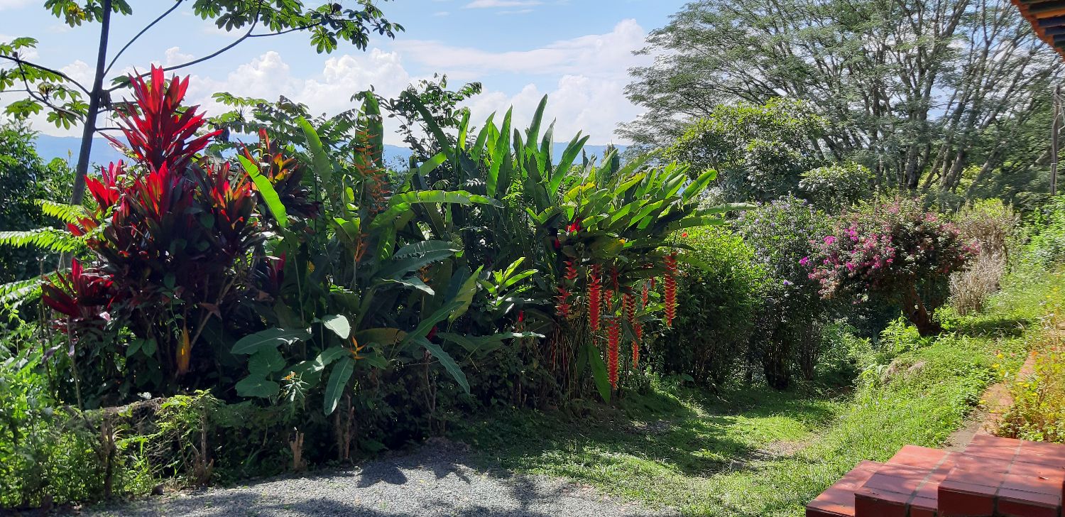 A VENDRE FERME UN COLOMBIE - ZONA CAFETERA