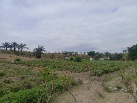 Terrain vide en vente à N'djili brasserie/N'sele 