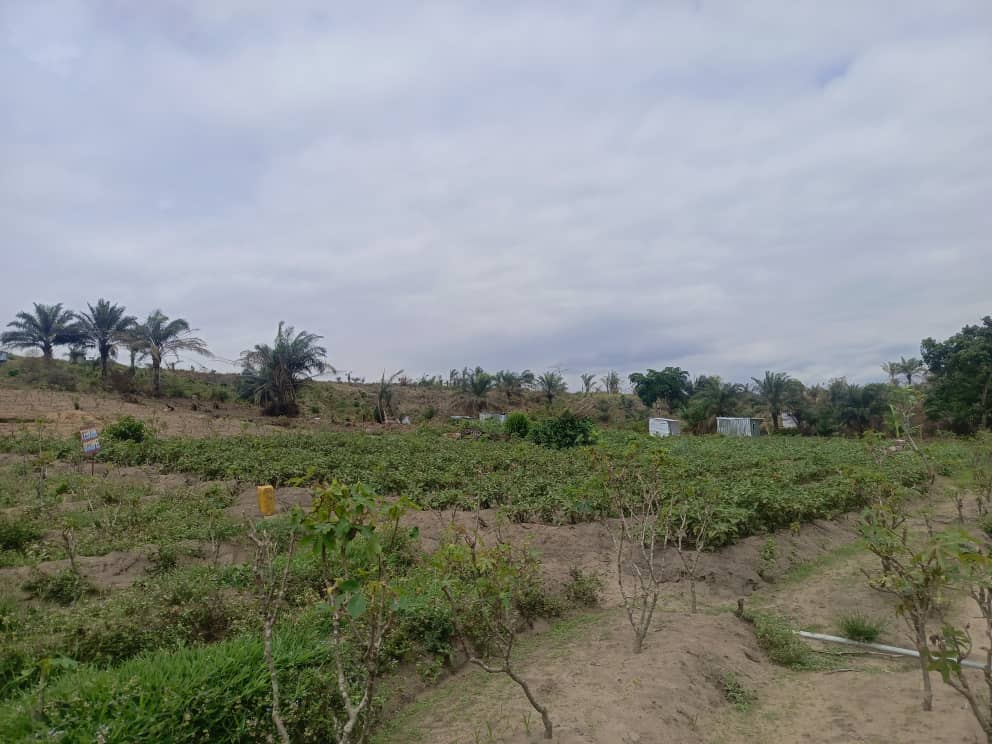 Terreno vuoto in vendita nella brasserie N'djili/N'sele 