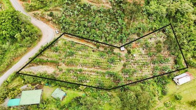 Hermoso lote de café en venta en el corazón de la ESE, ...