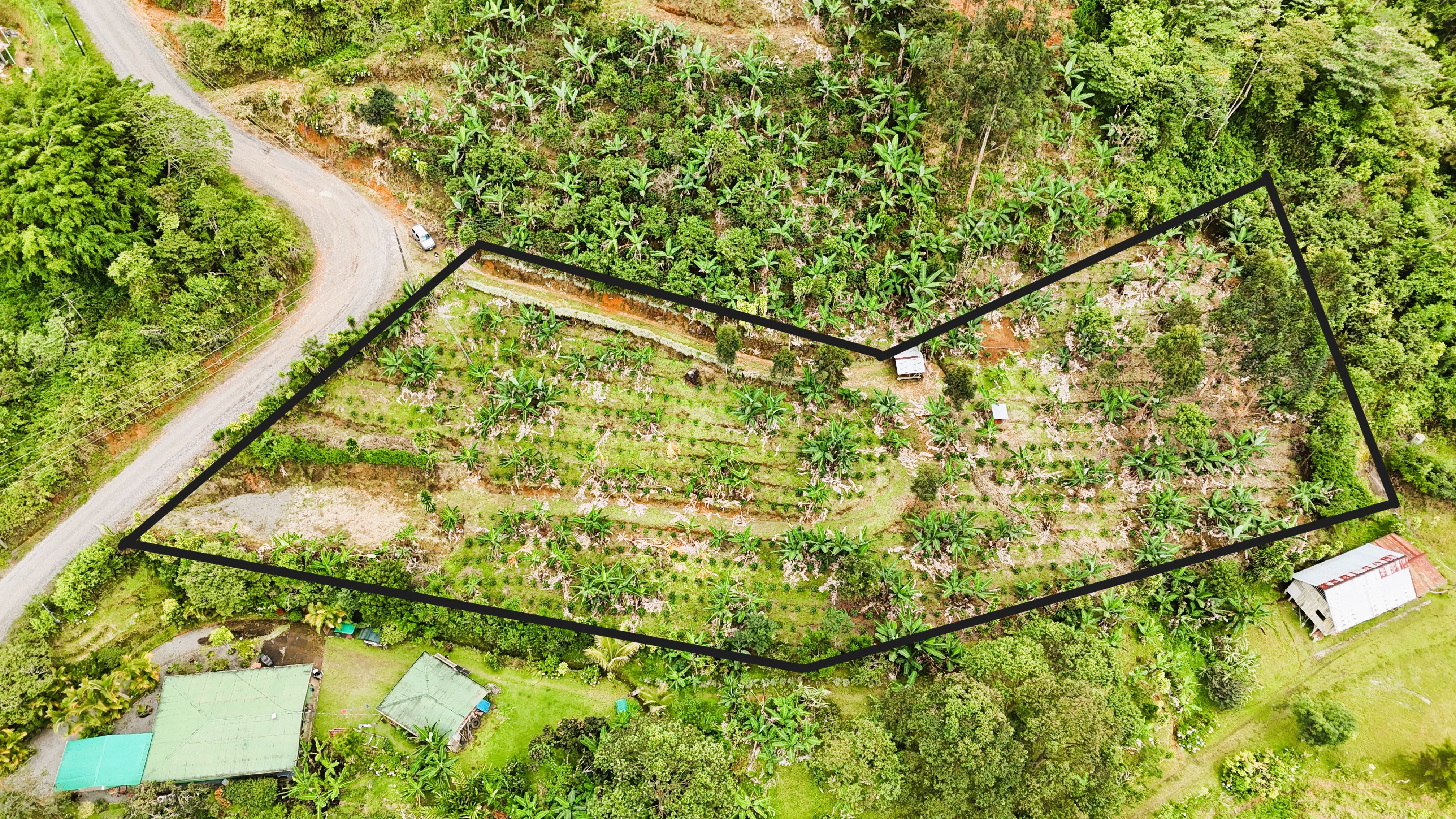 Hermoso lote de café en venta en el corazón de la ESE, Pérez Zeledón