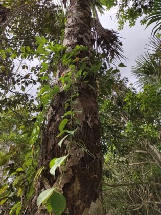 700 hectares of Peruvian rainforest – title deed available!