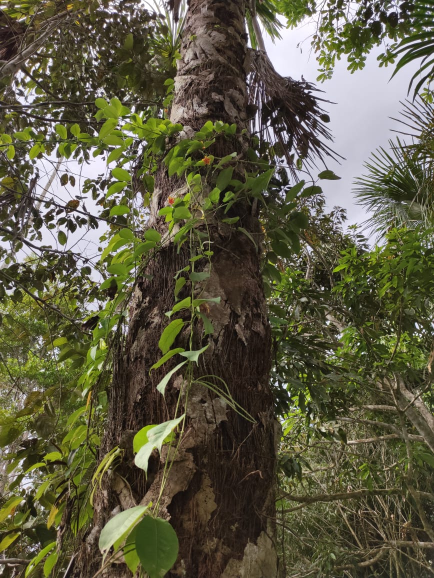 700 hectares of Peruvian rainforest – title deed available!