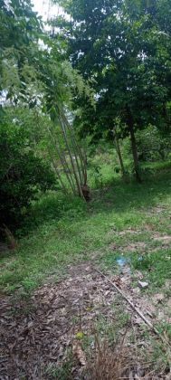 Parcelle agricole 60 hectares à Taabo