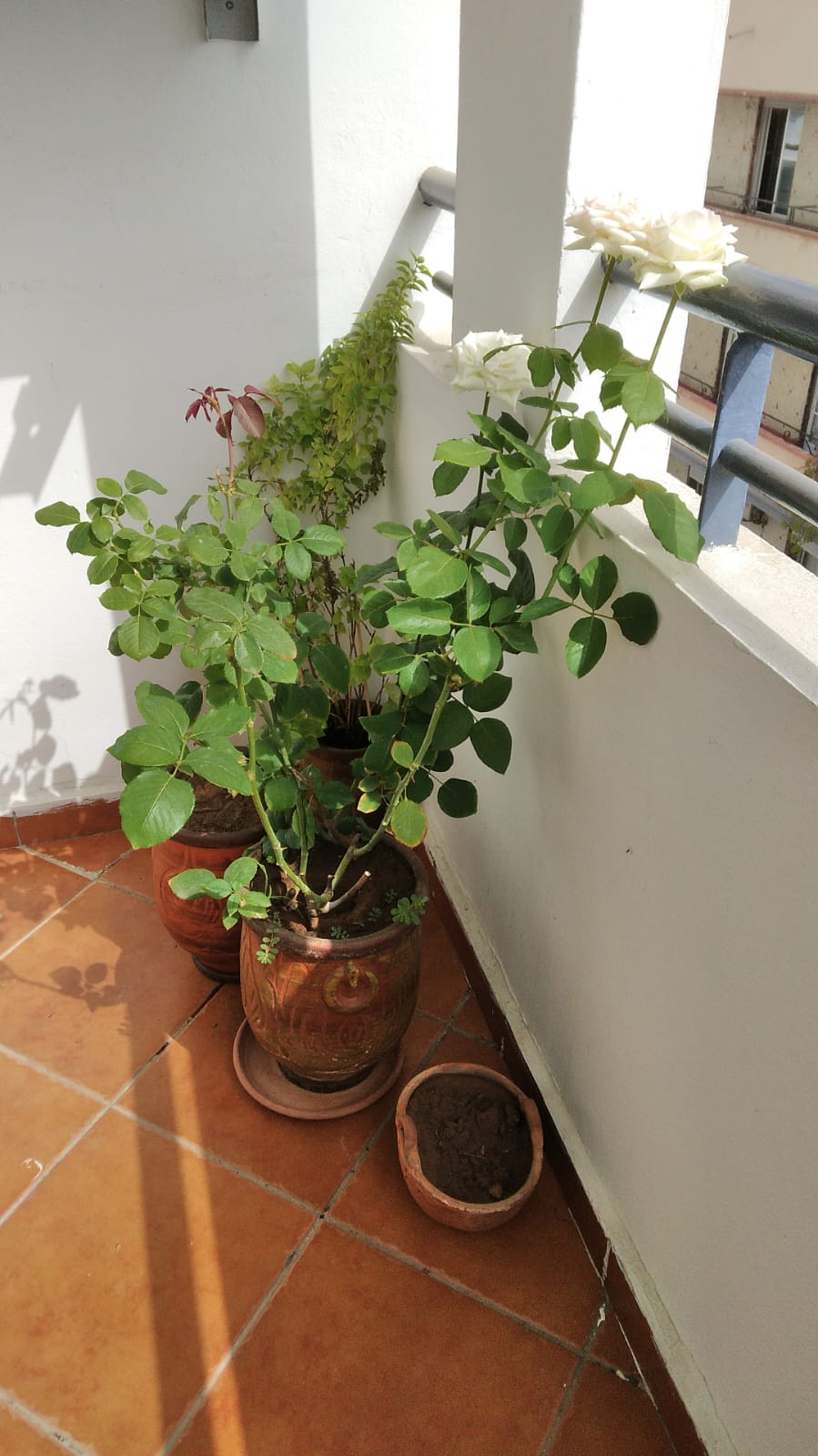 Bel appartement vide en location à rabat hassan