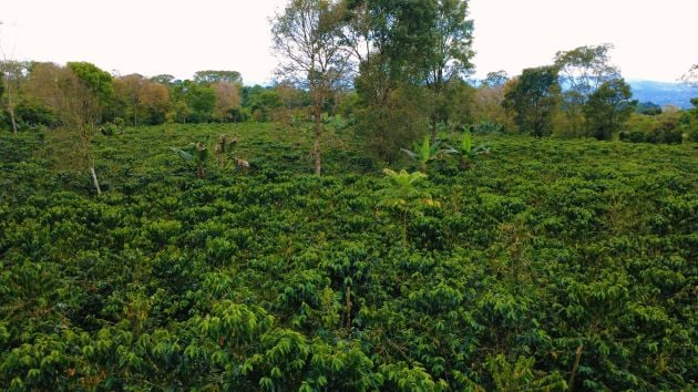 FINCA PRIVADA DE 1,9 HECTÁREAS EN SANTA ELENA: TERRENO UTILIZABLE, ...