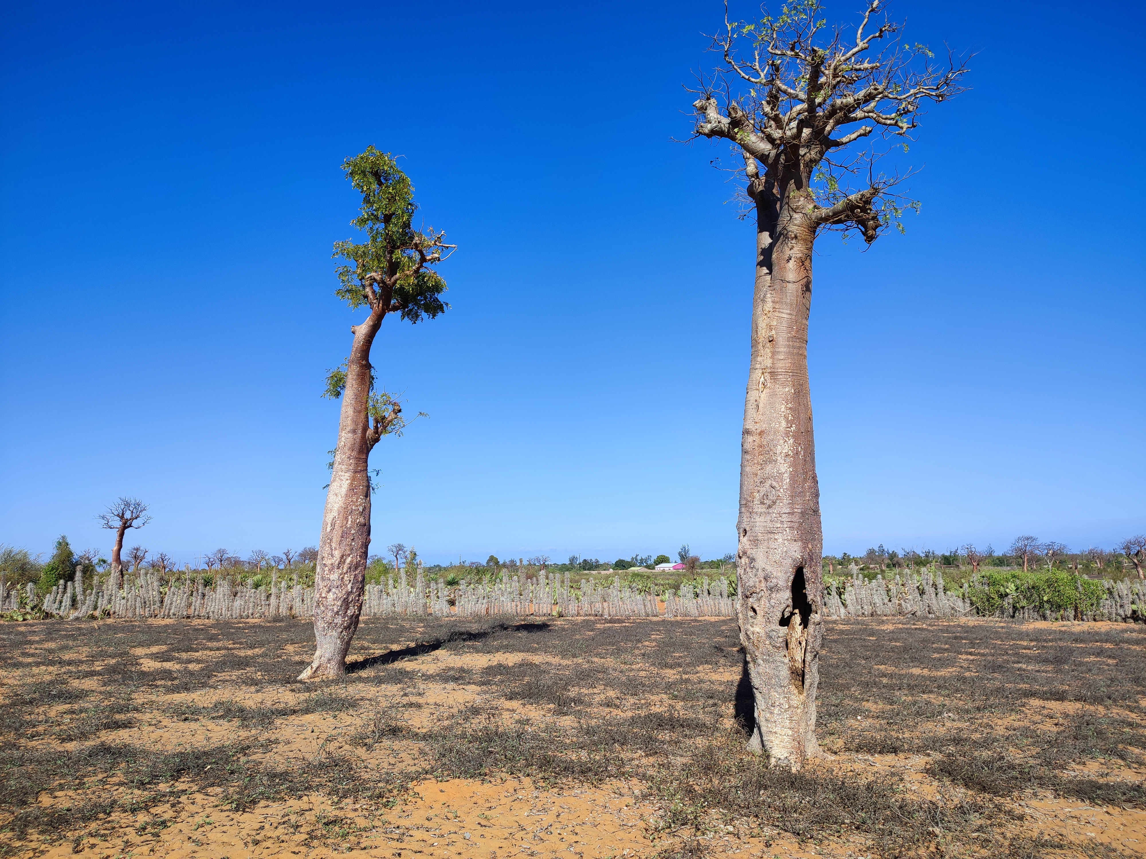 EN VENTA - Terreno llano de 2500 m2 de bosque de baobabs en Mangily, Tuléar II - Madagascar 