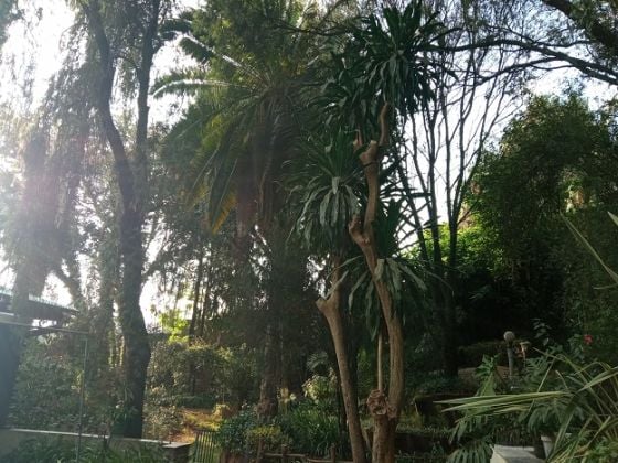 Rent a small house in a mini forest having mature trees!