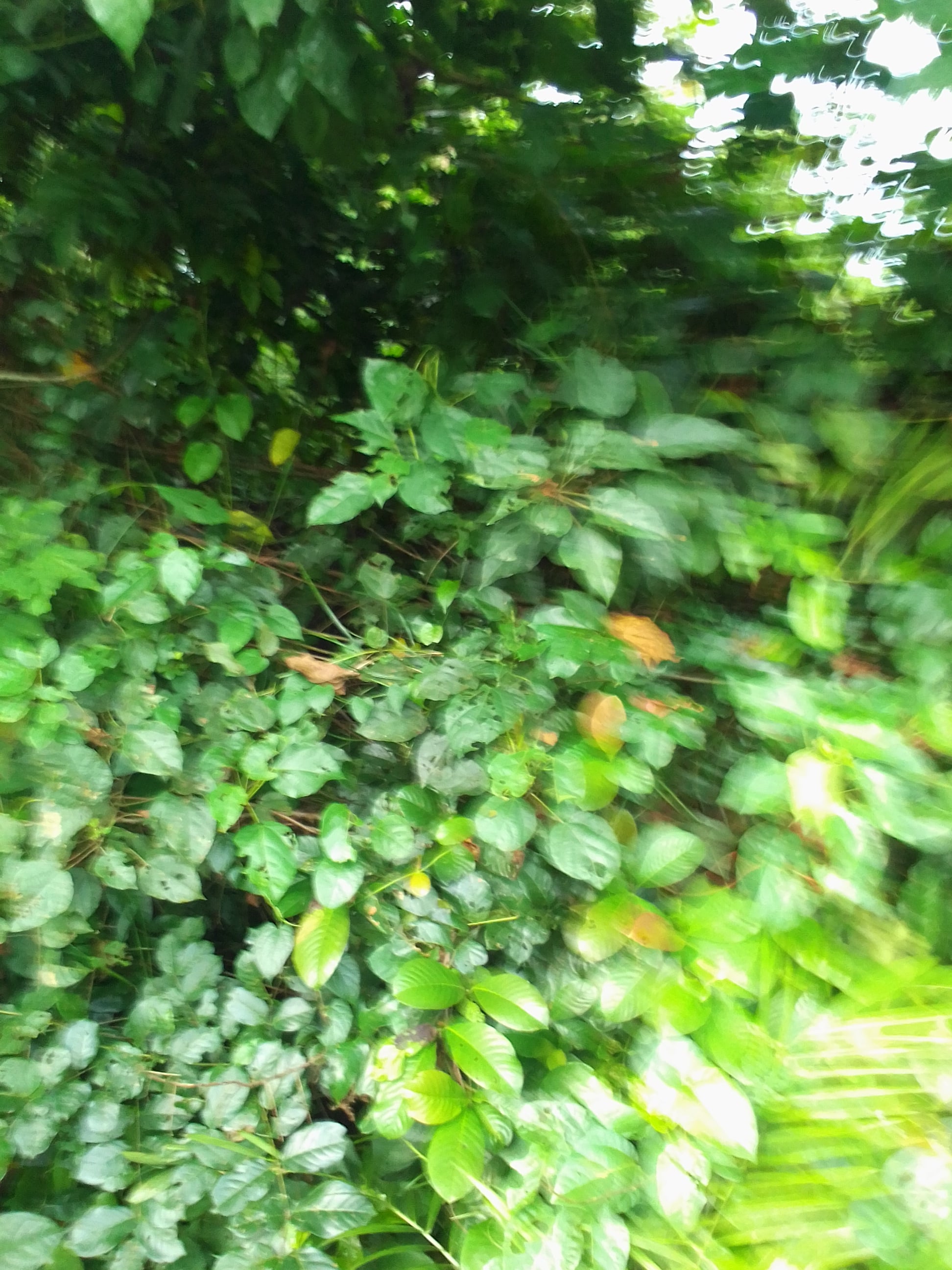 Parcelle agricole 04 hectares à Becedi-Brignan