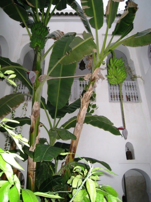 Magnifique petit Riad 