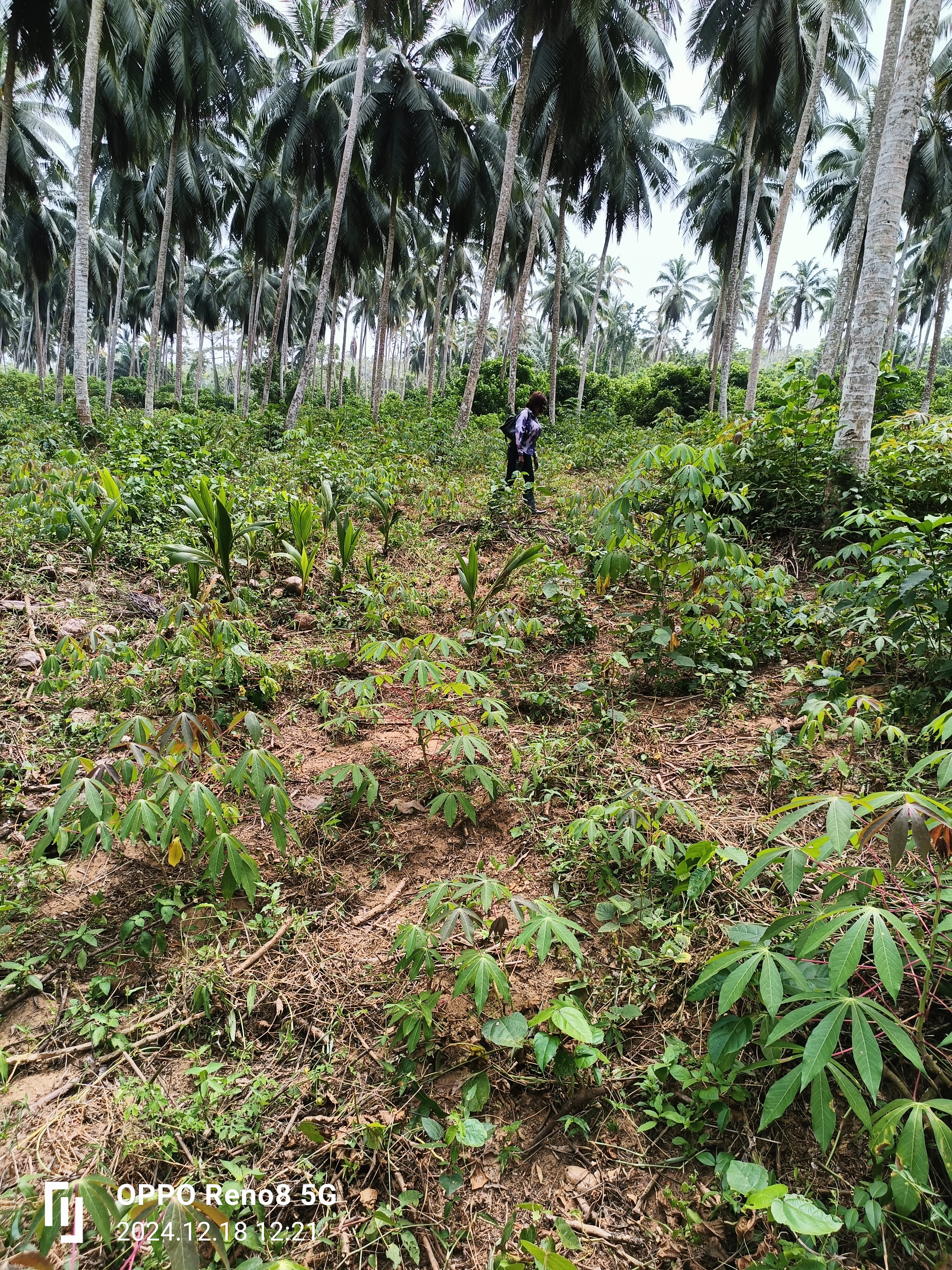 TERRAIN A VENDRE 2,8 ha