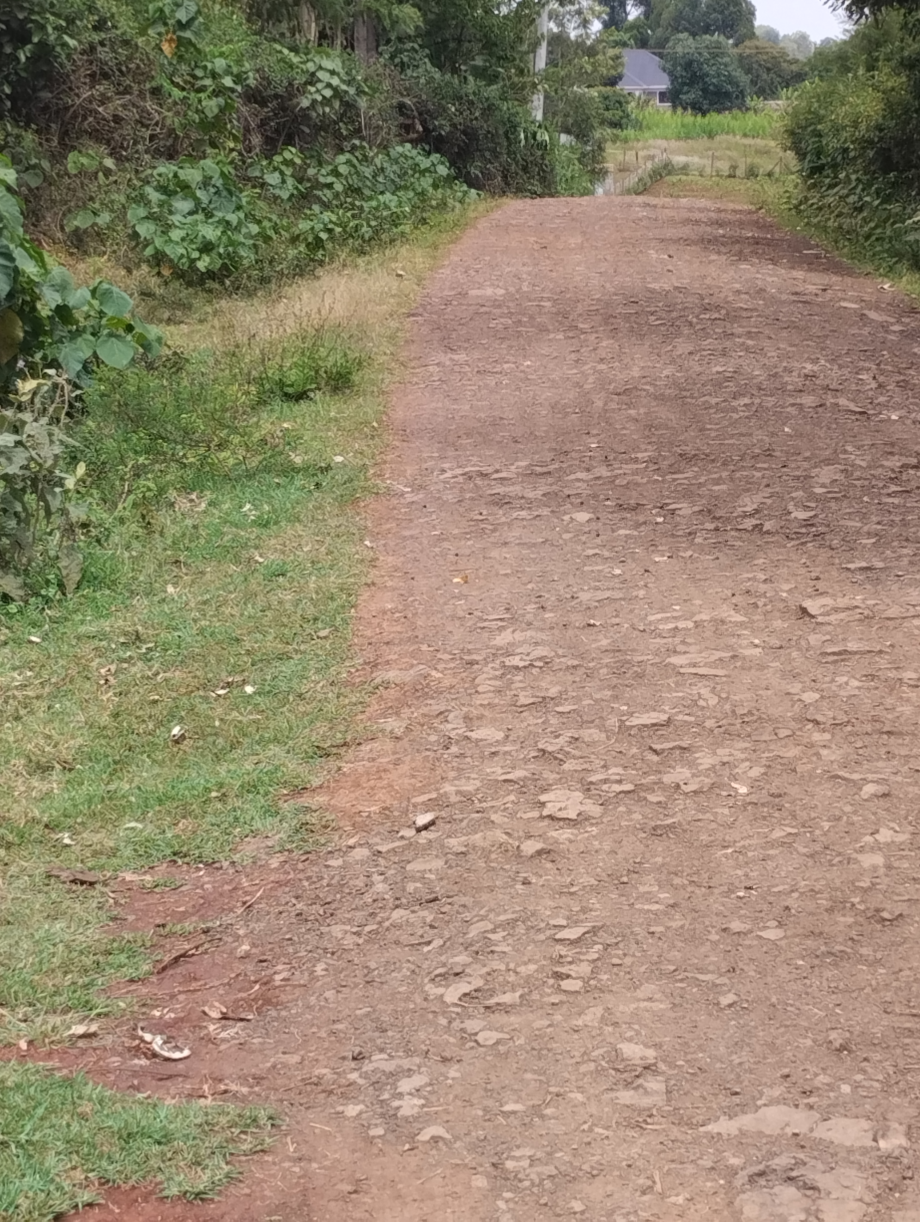 Lotti residenziali di 50*100 piedi 