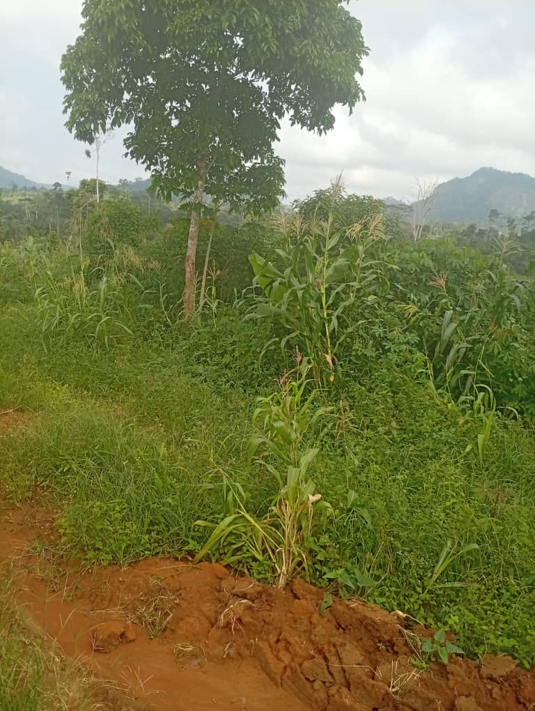Terreno agricolo senza titolo da suddividere e registrare a Makourè