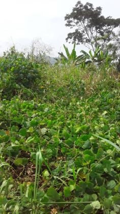 Land for sale in Makourè 1 by Kribi 