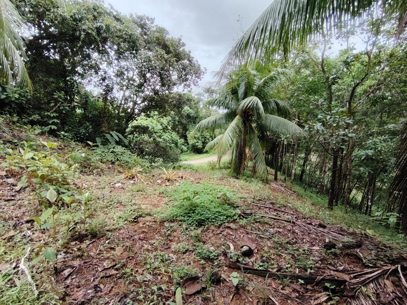 3,520 M² PROPERTY FOR SALE – NATURE, WILDLIFE & AVAILABLE SERVICES