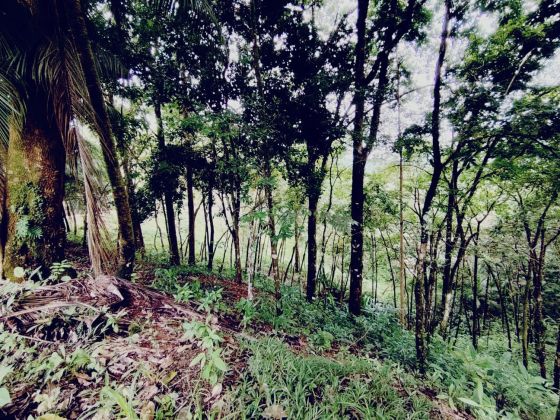 SE VENDE: 36,104 M² EN CORONADO DE OSA | LOTE FORESTAL CON ARROYO Y A ...