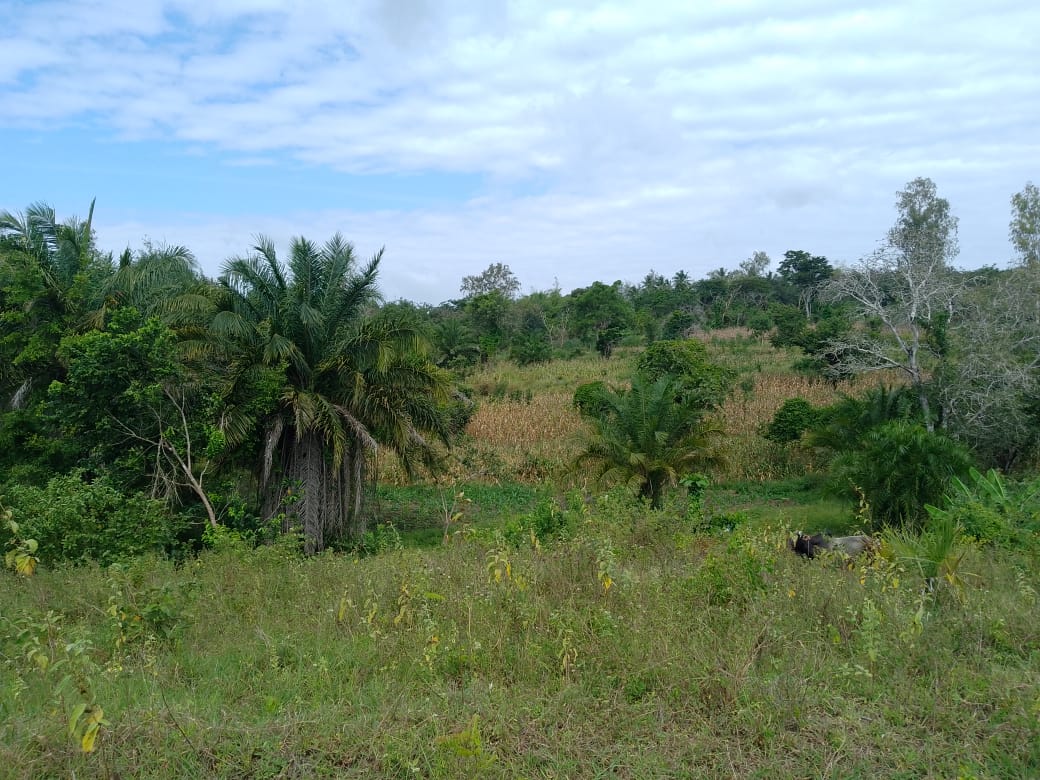 Fertile Land For Sale in Shimba Hills,Kwale County,Kenya. 