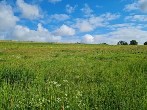 Belgique 6970 Tenneville : terrain de 21a 06ca, très belle ...