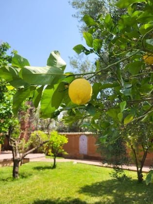 House in a one-hectare olive grove with a swimming pool