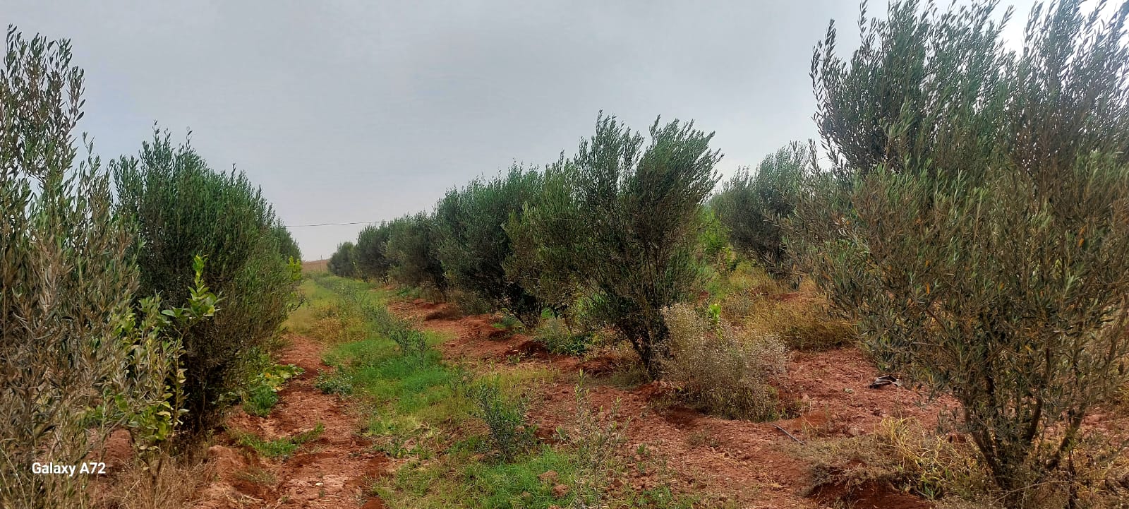 Terrain a vendre agadir issen 