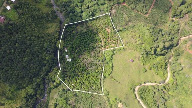 FINCA PRODUCTIVA DE RAMBUTAN EN VENTA – SAN PEDRO DE SANTIAGO, ...