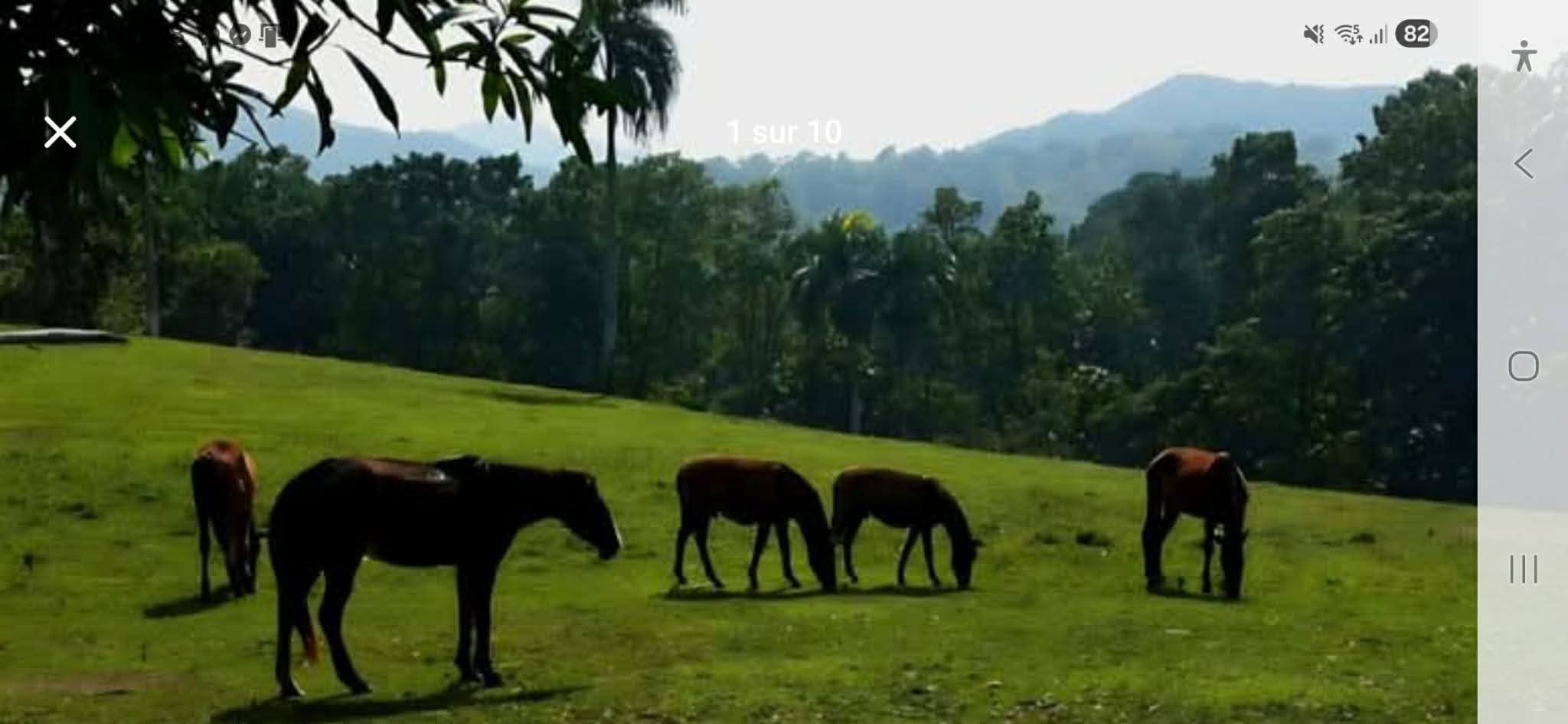 Ferme & Villa à vendre – Villa Magante, République dominicaine