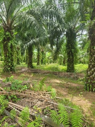 Adiaké, 13 hectares available with land certificate 
