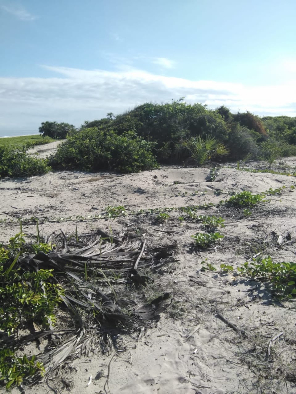 TERRAIN DE 10 HA BORD DE LA MER A ANTSANITIA MAHAJANGA
