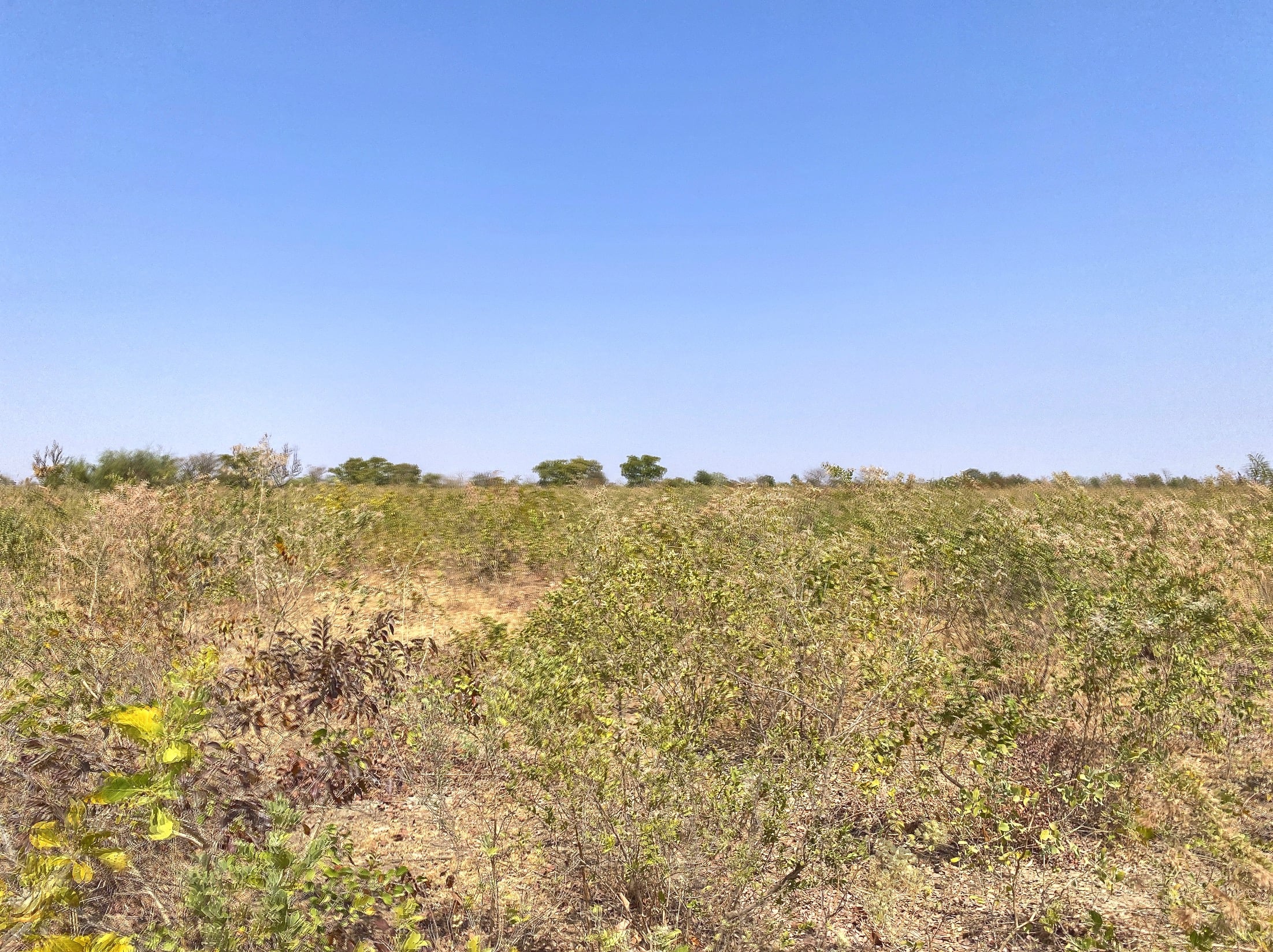 TERRAIN D'UN HECTARE À TANSOBTENGA À L'EXTÉRIEUR DU CONTOURNEMENT DE SAABA EN VENTE SUR PERFECTOR IMMOBILIER