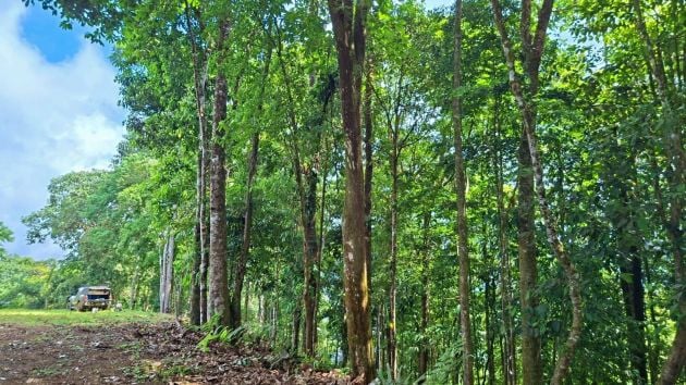 UNIQUE OPPORTUNITY IN UVITA – WHALE TAIL VIEW &#55356&#57098