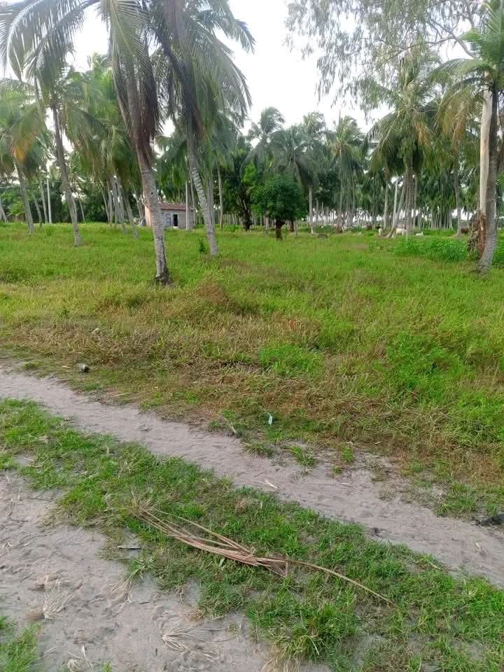 UNE OPPORTUNITÉ D'UN DOMAINE DE 6 HECTARES AVEC TITRE FONCIER À NE PAS RATER À COCOCODJI