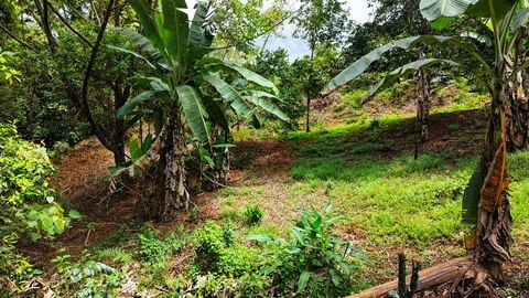 FOR SALE: MOUNTAIN LOT WITH PRIVATE WATER SPRING IN SAN RAFAEL NORTE, ...