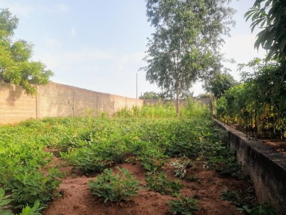 LAND FOR SALE — ADIDOGOMÉ AKATO near paved road 