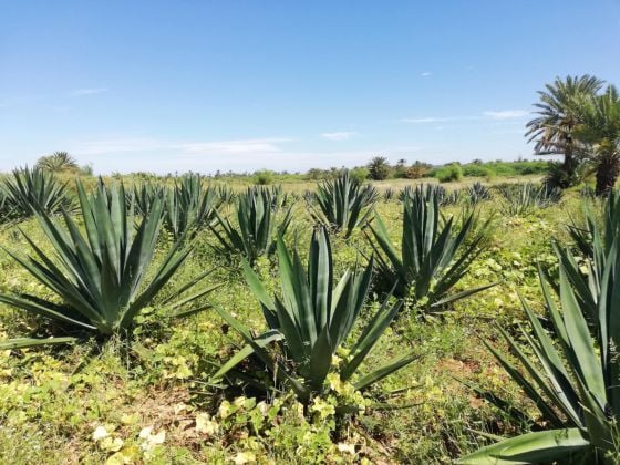 Un terrain à vendre 