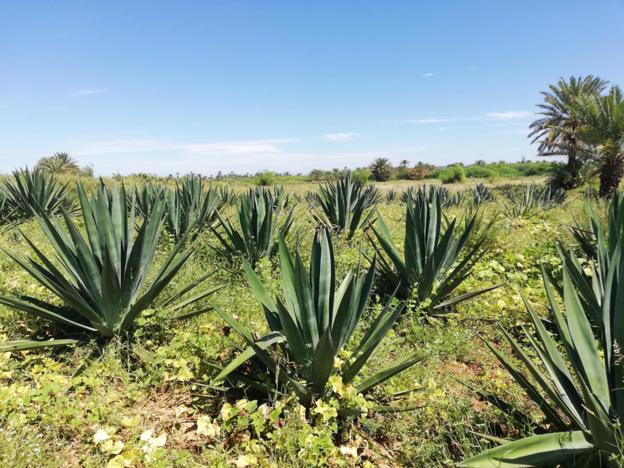 Un terrain à vendre
